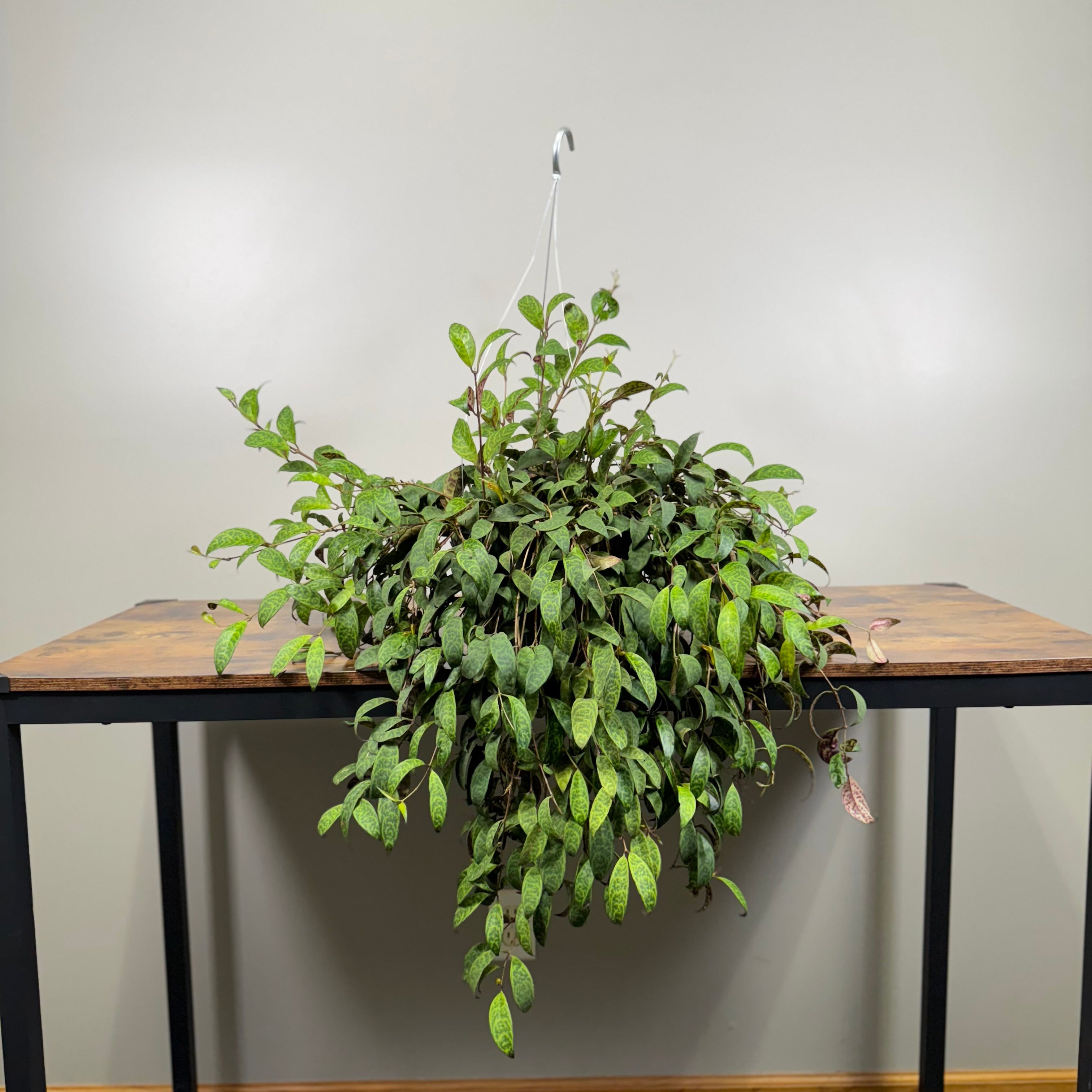 Aeschynanthus 'Black Pagoda' Lipstick Plant - Vibrant Foliage  Wasson  Nursery