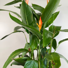 Load image into Gallery viewer, Heliconia &#39;Lobster Claw Plant&#39;