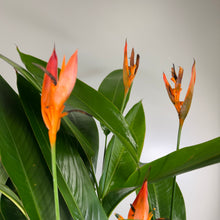 Load image into Gallery viewer, Heliconia &#39;Lobster Claw Plant&#39;