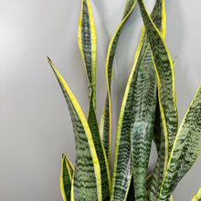 Load image into Gallery viewer, Sansevieria &#39;Laurentii&#39; Snake Plant