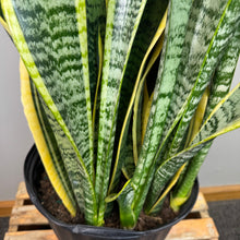 Load image into Gallery viewer, Sansevieria &#39;Laurentii&#39; Snake Plant