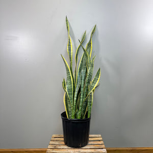 snake plant singapore Sansevieria 'Laurentii' Snake Plant: Low-Maintenance Beauty – Wasson Nursery