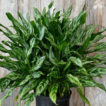 Load image into Gallery viewer, Aglaonema 'Miss Juliette'