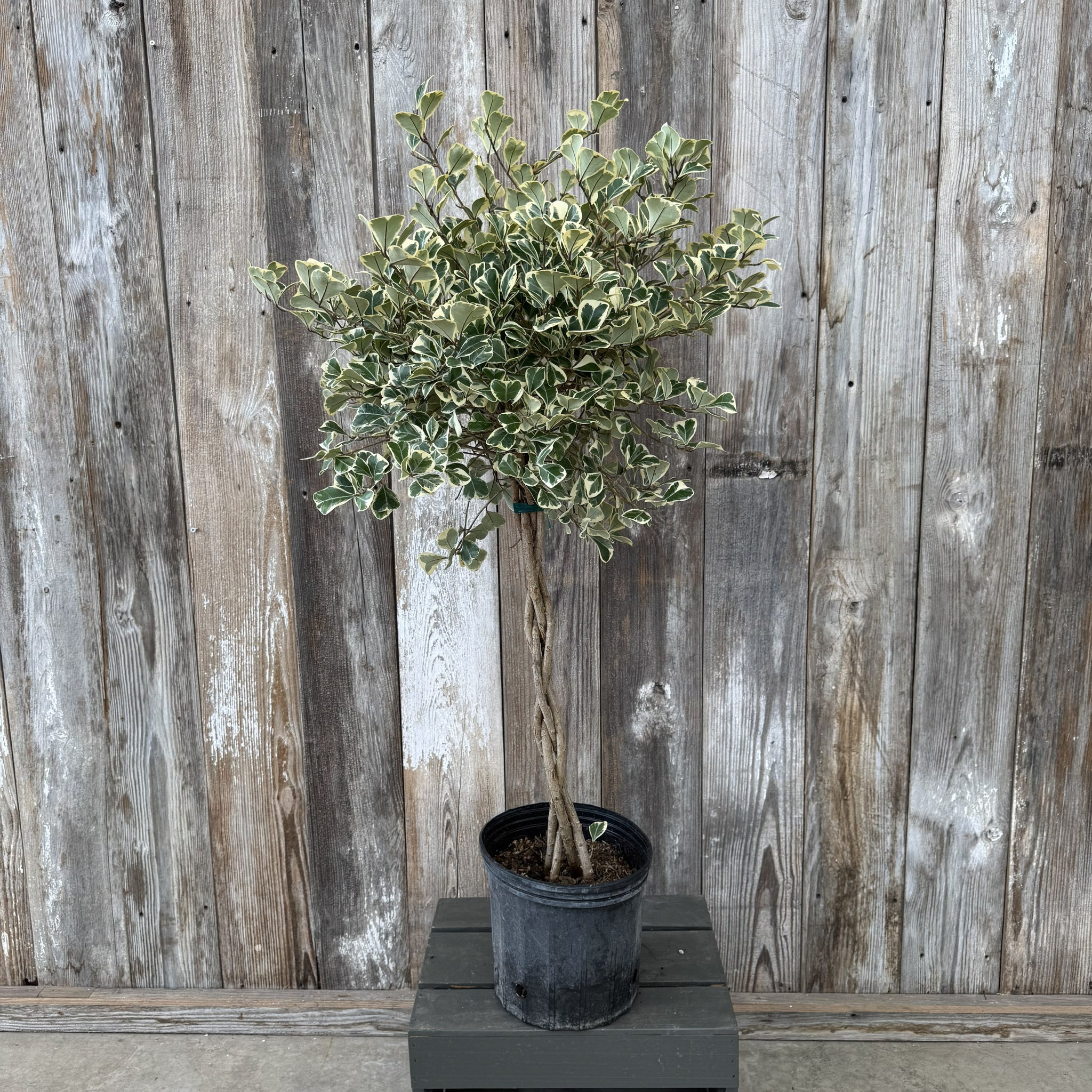 triangle pot plant Ficus 'Triangle Variegata Fig'