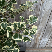 Load image into Gallery viewer, Variegated Ficus triangle fig plant with green and cream bordered leaves against wooden fence