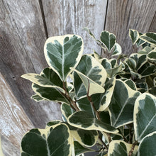 Load image into Gallery viewer, Variegated ficus plant with green leaves and cream-colored borders against weathered wood background