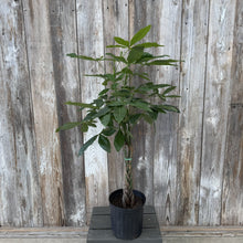 Load image into Gallery viewer, Pachira 'Money Tree'