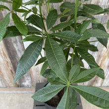 Load image into Gallery viewer, Pachira 'Money Tree'