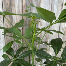 Load image into Gallery viewer, Pachira 'Money Tree'