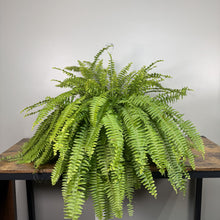 Load image into Gallery viewer, Lush green Boston fern in hanging basket displayed on wooden table