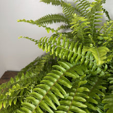 Load image into Gallery viewer, Lush green Boston fern with cascading fronds displaying healthy feathery foliage
