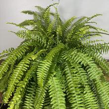 Load image into Gallery viewer, Lush green Boston fern in hanging basket with cascading fronds against white wall
