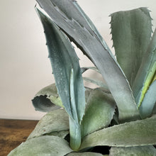Load image into Gallery viewer, Agave Assorted