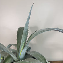 Load image into Gallery viewer, Agave Assorted