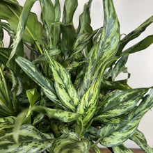 Load image into Gallery viewer, Aglaonema 'Miss Juliette'