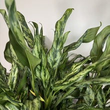 Load image into Gallery viewer, Aglaonema 'Miss Juliette'