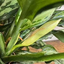 Load image into Gallery viewer, Aglaonema 'Miss Juliette'