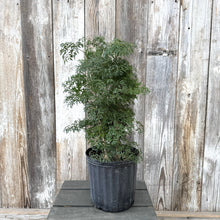 Load image into Gallery viewer, Aralia Ming tropical plant in black nursery pot against weathered wood fence