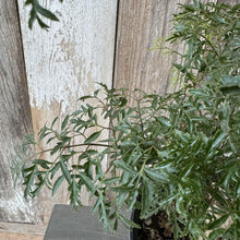 Load image into Gallery viewer, Aralia Ming tropical plant with delicate feathery green foliage in black pot against wooden fence