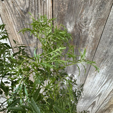 Load image into Gallery viewer, Aralia Ming tropical plant with delicate feathery green foliage against weathered wooden fence