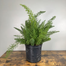 Load image into Gallery viewer, Asparagus Foxtail Fern with feathery green fronds in black nursery pot on wooden surface