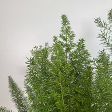 Load image into Gallery viewer, Lush green Asparagus Foxtail Fern with feathery needle-like foliage against white background