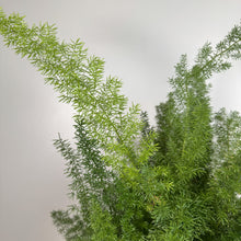 Load image into Gallery viewer, Lush green Asparagus Foxtail Fern with feathery needle-like foliage against white background