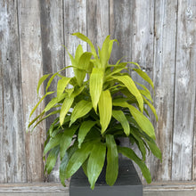 Load image into Gallery viewer, Dracaena Limelight plant with bright chartreuse leaves in black square pot against weathered wood fence