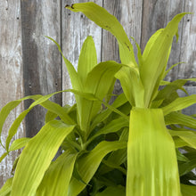 Load image into Gallery viewer, Bright lime green Dracaena Limelight plant with arching sword-shaped leaves against weathered wood fence
