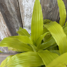 Load image into Gallery viewer, Bright lime green Dracaena Limelight plant with long arching leaves against wooden fence