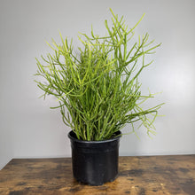 Load image into Gallery viewer, Euphorbia Sticks of Fire succulent plant with thin green branching stems in black pot