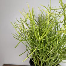 Load image into Gallery viewer, Euphorbia Sticks of Fire succulent with bright green pencil-thin branching stems in black pot