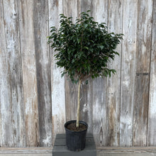 Load image into Gallery viewer, Ficus Midnight tree in black pot with dense green foliage and braided trunk