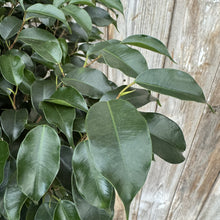 Load image into Gallery viewer, Ficus Midnight plant with glossy dark green oval leaves against weathered wooden fence
