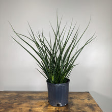 Load image into Gallery viewer, Sansevieria 'Fernwood Mikado' Snake Plant