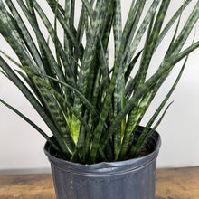 Load image into Gallery viewer, Sansevieria 'Fernwood Mikado' Snake Plant