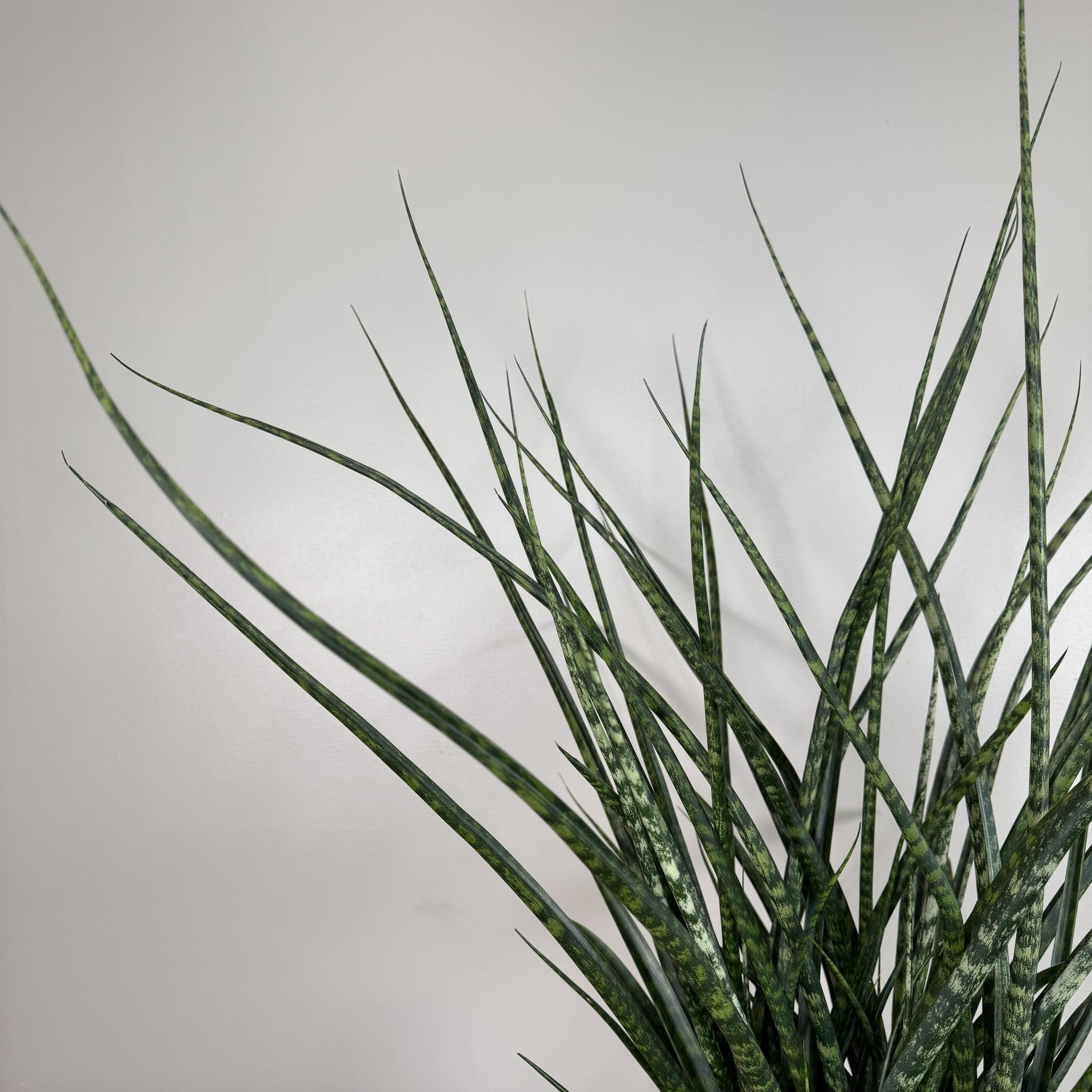 sansevieria mikado Sansevieria 'Fernwood Mikado'