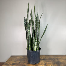 Load image into Gallery viewer, Sansevieria Zeylanica snake plant with tall green marbled leaves in black nursery pot