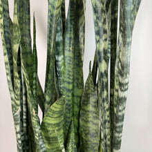 Load image into Gallery viewer, Sansevieria Zeylanica snake plant with dark green striped sword-shaped leaves clustered together
