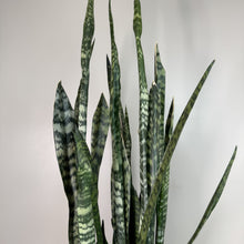 Load image into Gallery viewer, Sansevieria Zeylanica snake plant with tall green mottled leaves against white background