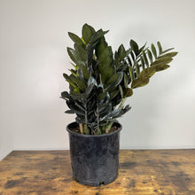 Load image into Gallery viewer, Zamioculas 'Raven ZZ Plant'