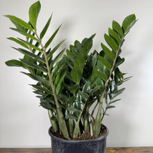 Load image into Gallery viewer, Zamioculas 'ZZ Plant'