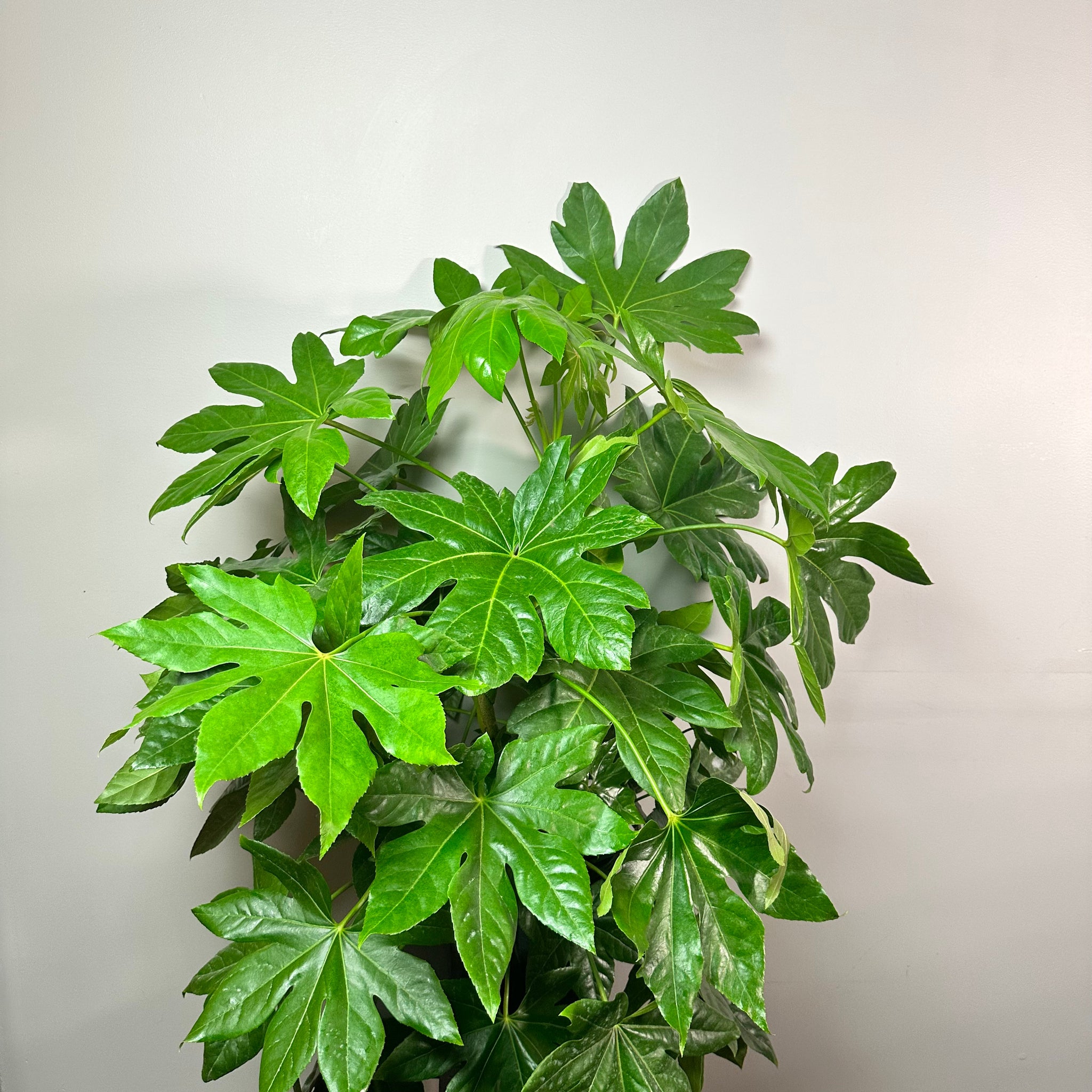 Formosa Rice Tree Fatsia – Wasson Nursery