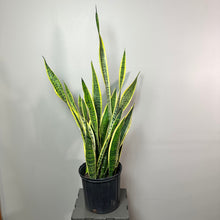 Load image into Gallery viewer, Sansevieria Lauren snake plant with yellow-edged green leaves in black nursery pot