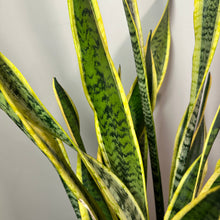 Load image into Gallery viewer, Sansevieria Lauren snake plant with green leaves featuring yellow borders and dark green patterns