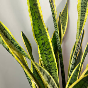 snake plant with yellow border Sansevieria 'Lauren' Snake Plant