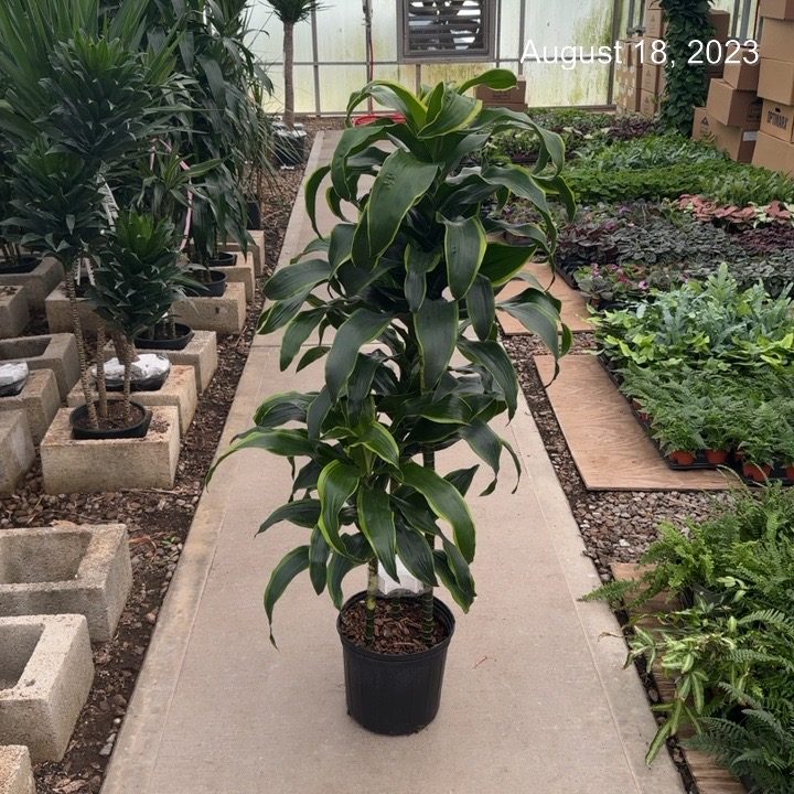 Dracaena 'Dorado Cane' – Wasson Nursery