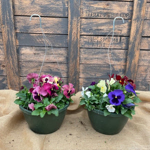 Pansy Bowl