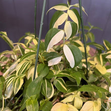 Load image into Gallery viewer, Tradescantia 'Wandering Dude Green &amp; White'