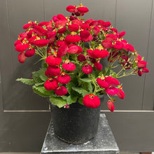 Load image into Gallery viewer, Annual Planter Mono